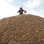 Pourquoi les dons de patates se multiplient actuellement partout en France