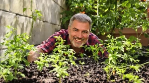 Tomates au potager : l’ingrédient naturel à enterrer au pied des plants pour une récolte vraiment spectaculaire