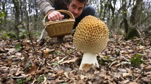 Des morilles records fleurissent partout : voici où les trouver cette saison et pourquoi elles explosent
